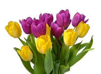 Tulpen