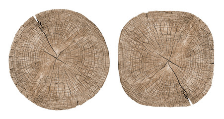 Cross section of tree trunk showing growth rings on white