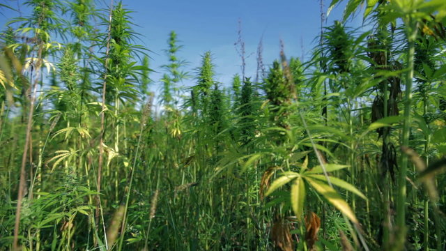 Walking through industrial cannabis field