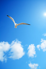 seagull flying under the sun