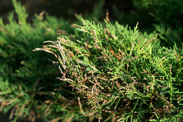 Dieback of shoots juniper © 7monarda