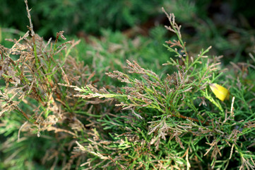 Dieback of shoots juniper