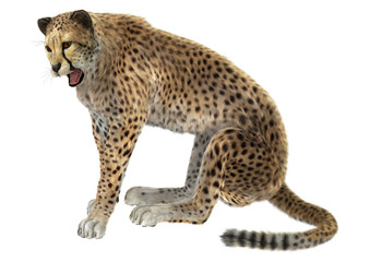 Cheetah