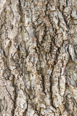 Baumrinde - Closeup