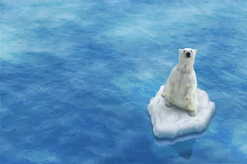 Photo sur Plexiglas Ours polaire Ours Blanc / Fonte des glaces
