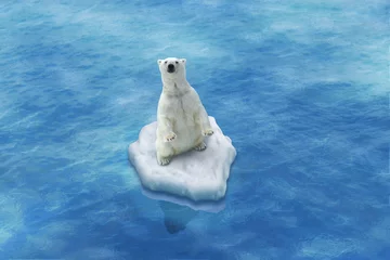 Crédence de cuisine en verre imprimé Ours polaire Ours Blanc / Fonte des glaces