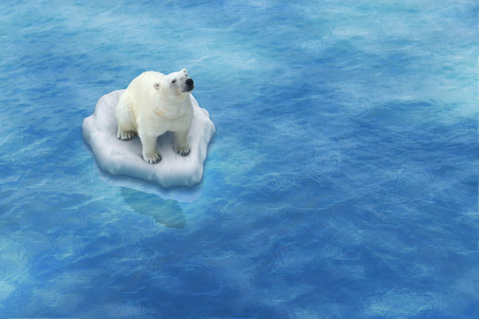 Ours Blanc / Fonte des glaces