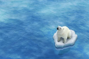 Cercles muraux Ours polaire Ours Blanc / Fonte des glaces