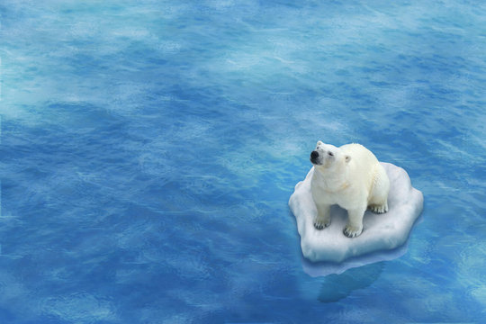 Ours Blanc / Fonte des glaces