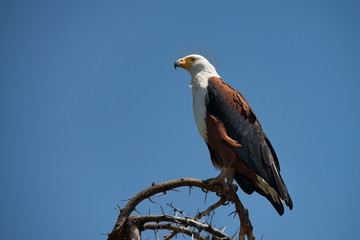 African fish eagle