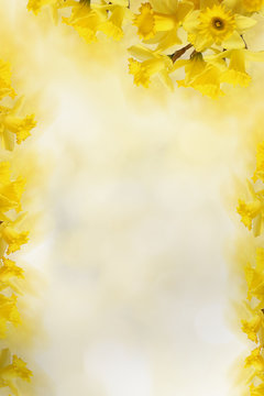 background with Yellow daffodils, for Your text