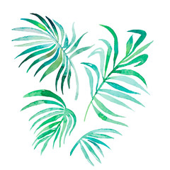 Watercolor palm leaves isolated on white.Vector for your design. - 77536194