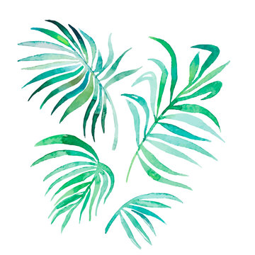 Watercolor palm leaves isolated on white.Vector for your design.