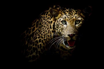 Foto op Aluminium Close-up portret van luipaard met intense ogen © art9858