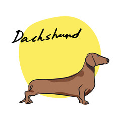 Dachshund, vector illustration