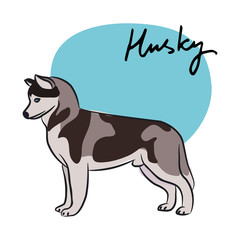 Husky, vector illustration