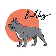 Bulldog, vector illustration