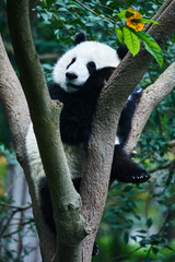Panda bear Sichuan China