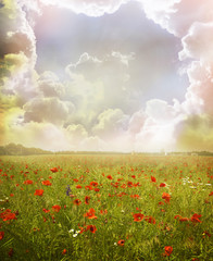 Obraz premium Poppy flowers