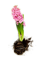 pink hyacinth isolated on white