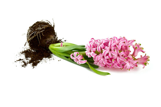 pink hyacinth isolated on white