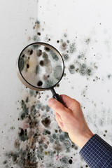 Mann mit Lupe über Schimmel an Wand