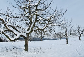verschneiter Baum