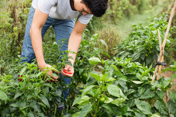 Young farmer