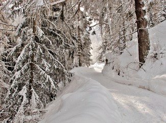 Weg durch den Winterwald
