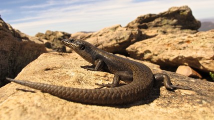 Obraz premium Lizard at Lucky Bay, Cape Le Grand NP, West Australia