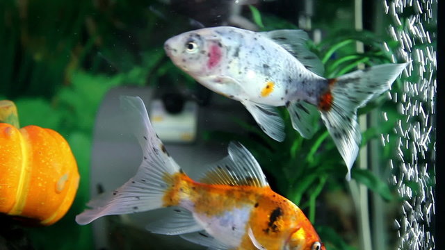 Shot of a colorful fish enjoying in the aquarium