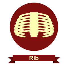 Rib