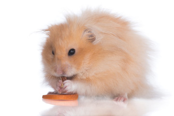 fluffy hamster eating carrot