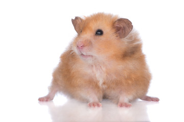 syrian hamster close up