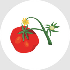 Tomatoes Plant Blossoming