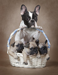 French bulldog mommy with puppies in the basket