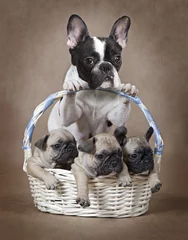 Papier Peint photo Bulldog français French bulldog mommy with puppies in the basket