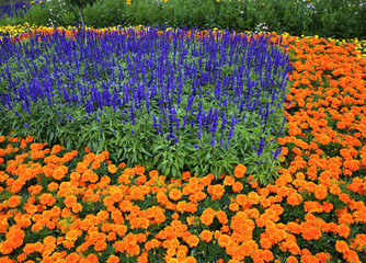 Flowerbed in Karlsruhe. Germany