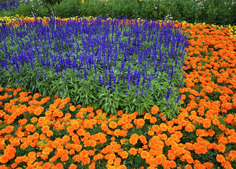 Flowerbed in Karlsruhe. Germany