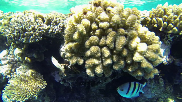 Fishes under corals hiding from sunshine