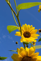 Sonnenblumen vor blauem Himmel