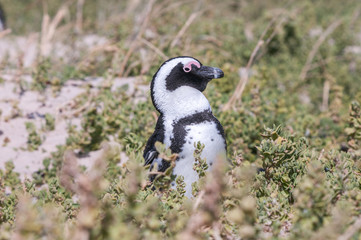 African penguin, also known as the jackass penguin or black-foot
