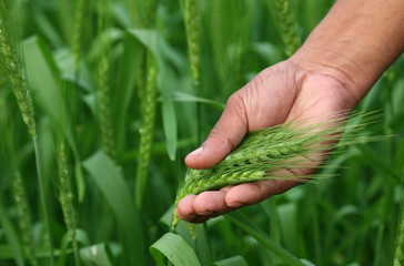 Green wheat field © Swapan