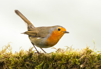 Caminando por el musgo