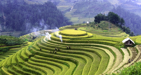 terraced rice fields with water in Mu Cang Chai