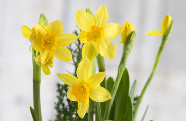 Obraz premium des jonquilles de Printemps