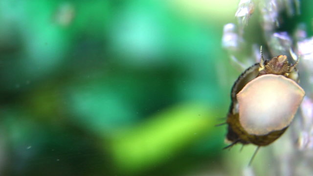 Close up shot of a snail in aquarium with some fishes swimming arround