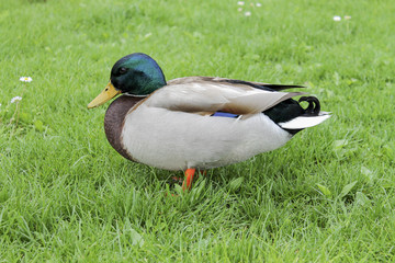 duck on grass