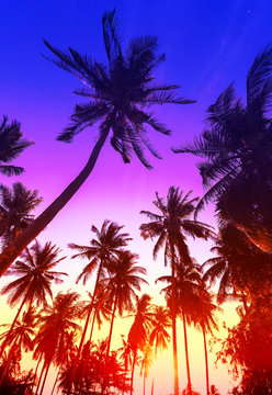 Palm trees silhouettes on tropical beach at sunset.