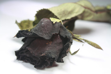 Withered rose flower
